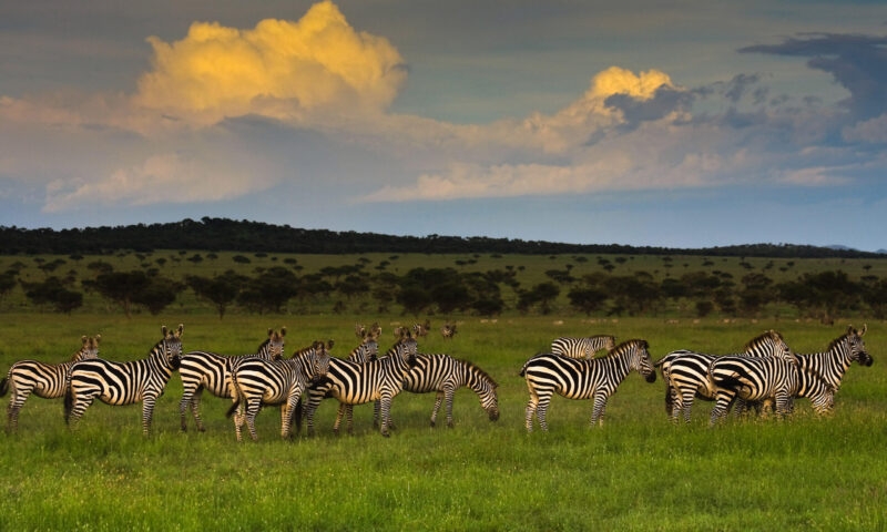 A heard of zebra grazing in the lush green grasses of the Singita Grumeti Reserves, Tanzania.