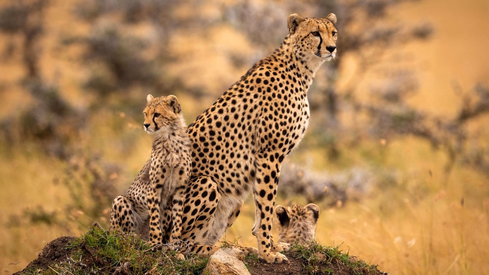 Cheetah and cubs sitting on grassy mound