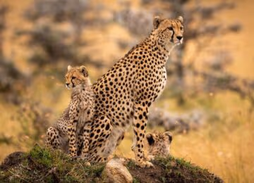 Kenya thumbnail