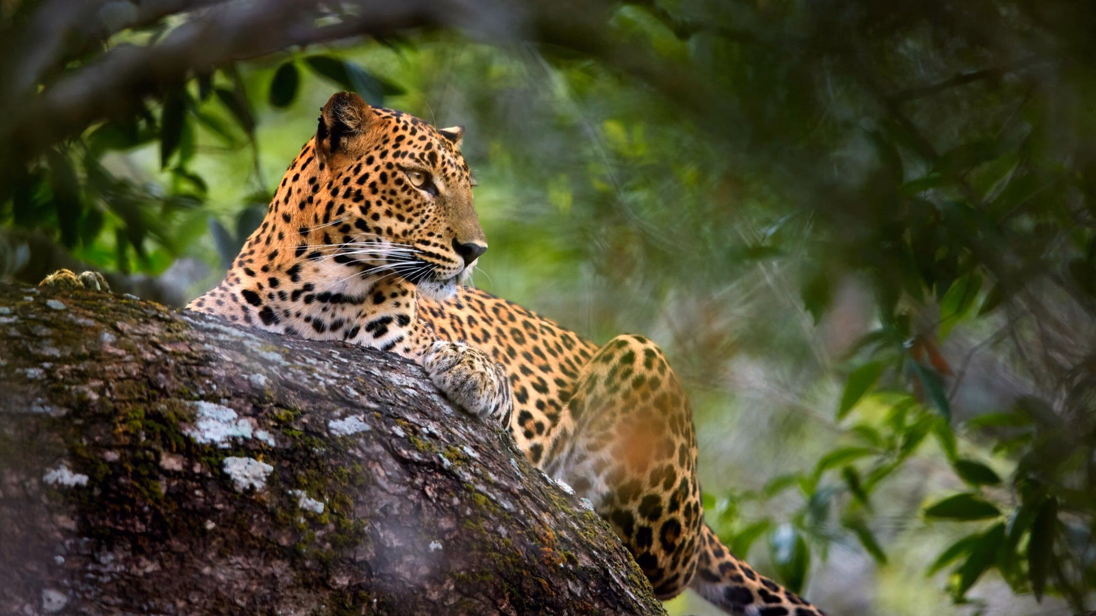 Sri Lankan leopard, Yala national park, Sri Lanka.