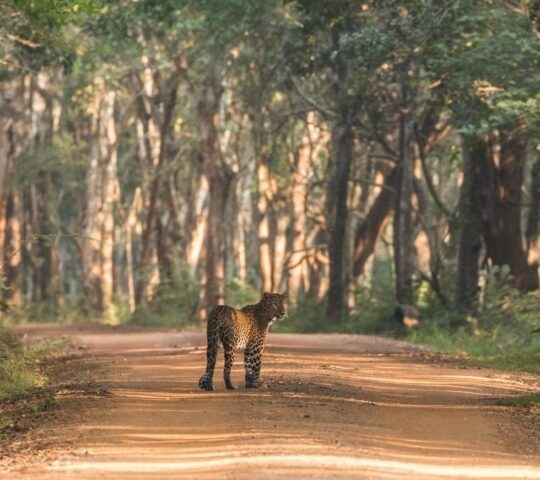 sri lankan leopard yala national park sri lanka