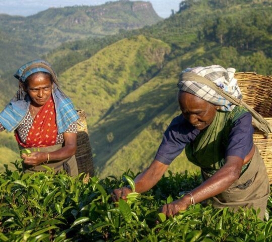 tea region sri lanka