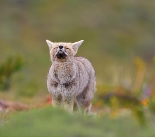 Patagonia's wildlife
