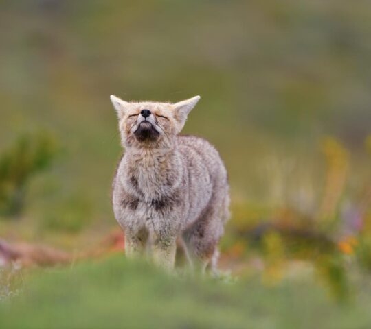 Patagonia's wildlife