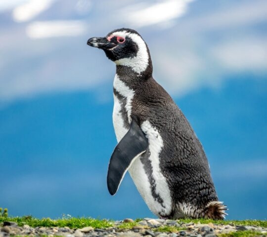 The Magellanic Penguin Islands of Tierra del fuego