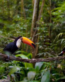 Brazilian and Argentinian Adventure