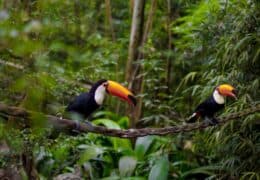 Brazilian and Argentinian Adventure