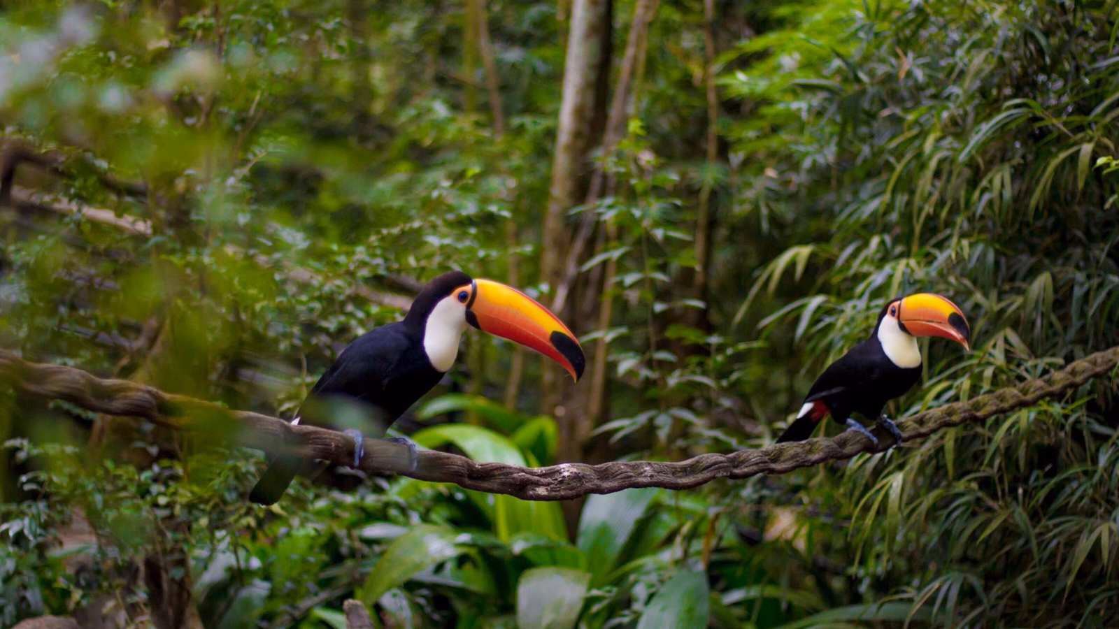 Two Toco toucans with large orange beaks perched on a thick vine in a lush green forest setting.