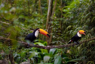 Brazilian and Argentinian Adventure