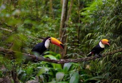 Brazilian and Argentinian Adventure