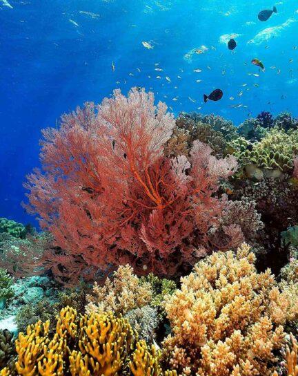 The Best Coral Reefs in The World