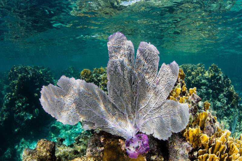 Underwater view of a large purple-grey sea fan coral attached to a reef with clear water and sunlight above.