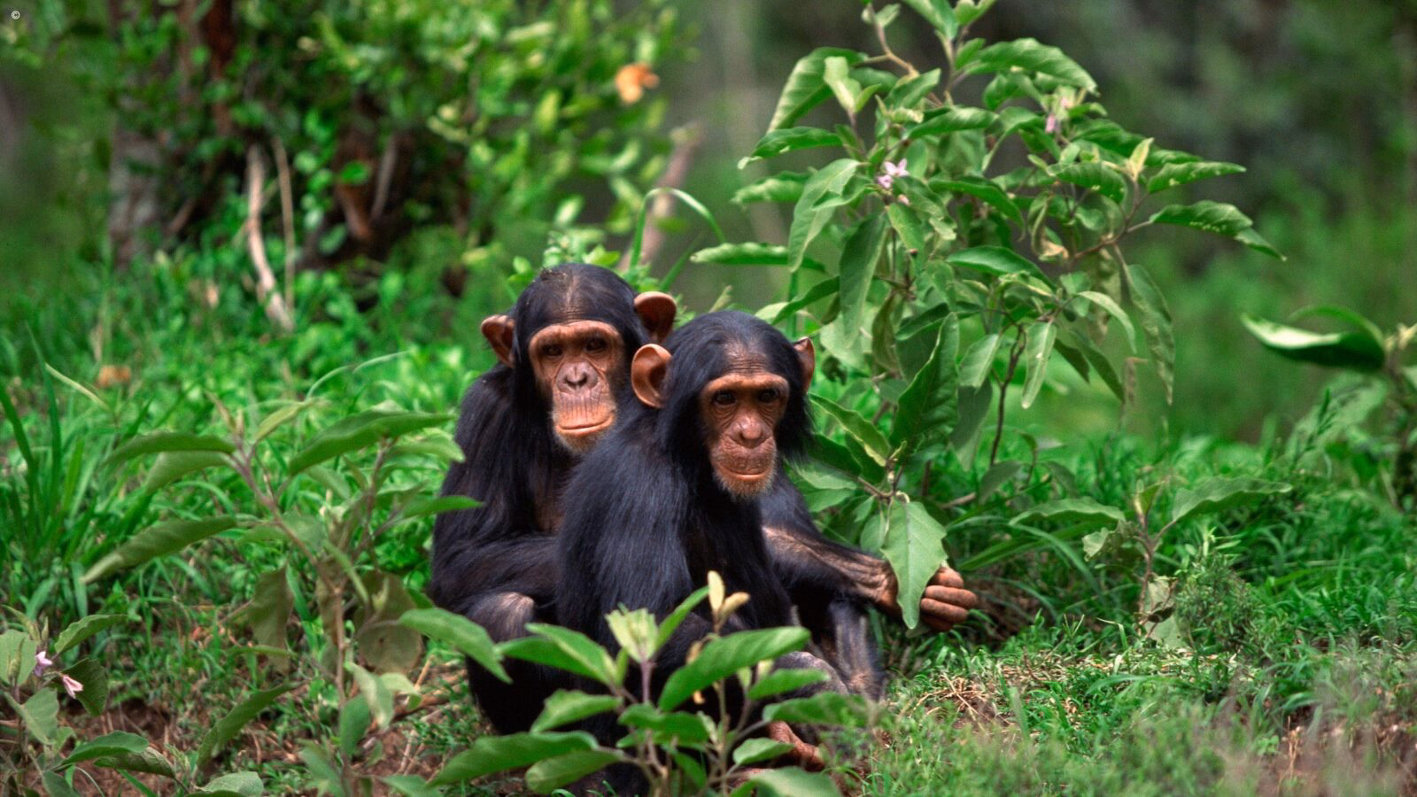 Two chimpanzees seated on the ground of the dense green jungle of the Mahale Mountains, Tanzania