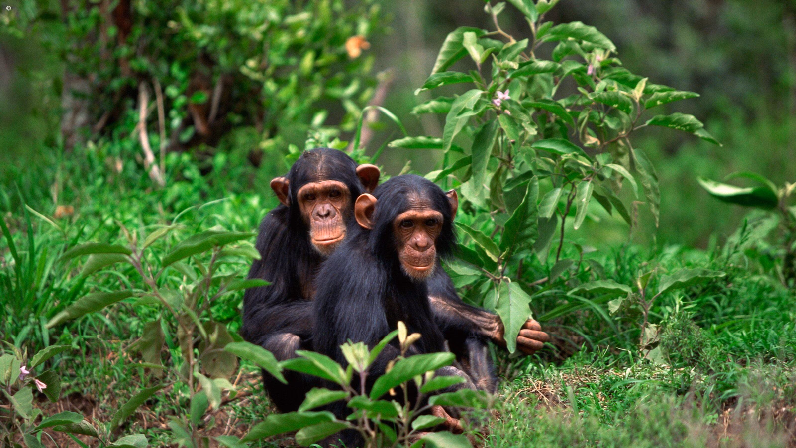 Two chimpanzees seated on the ground of the dense green jungle of the Mahale Mountains, Tanzania