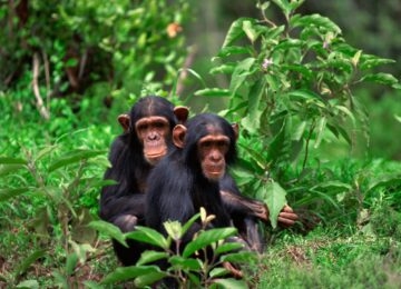 Mahale Mountains thumbnail