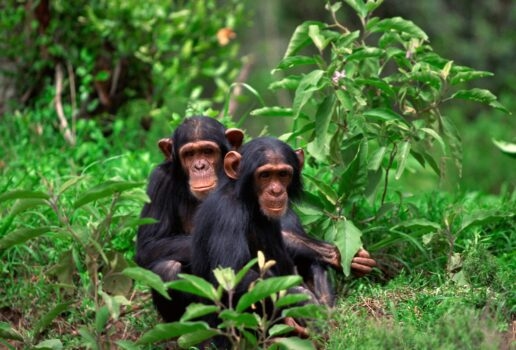 A chimpanzee surveys the forest from its tree perch, a watchful gaze from between the leaves and a pair of chimps sit together in the lush jungle.