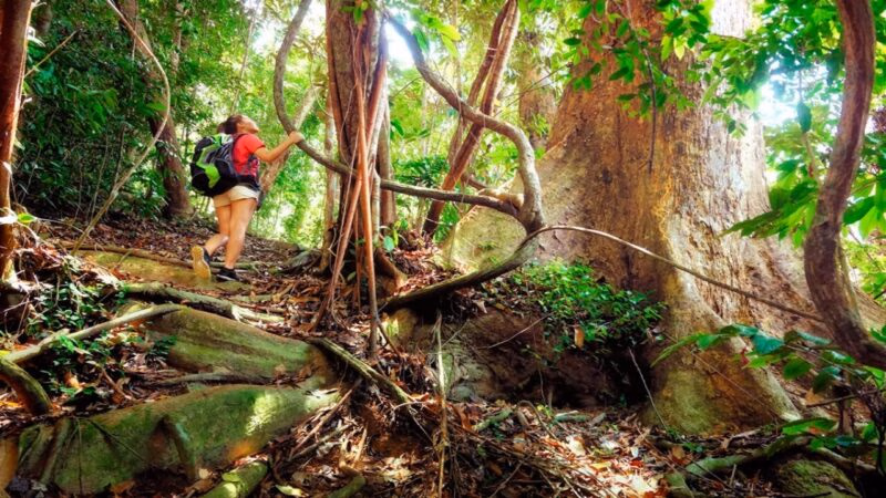 A person hiking past giant tropical trees and climbing vines on luxury Borneo trips.