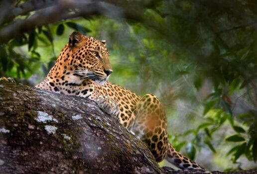 A Bengal tiger cools off in a river in Ranthambore tiger reserve, a Sri Lankan leopard keeps a lookout from a tree and a blue and yellow macaw flies through the Brazilian Amazon
