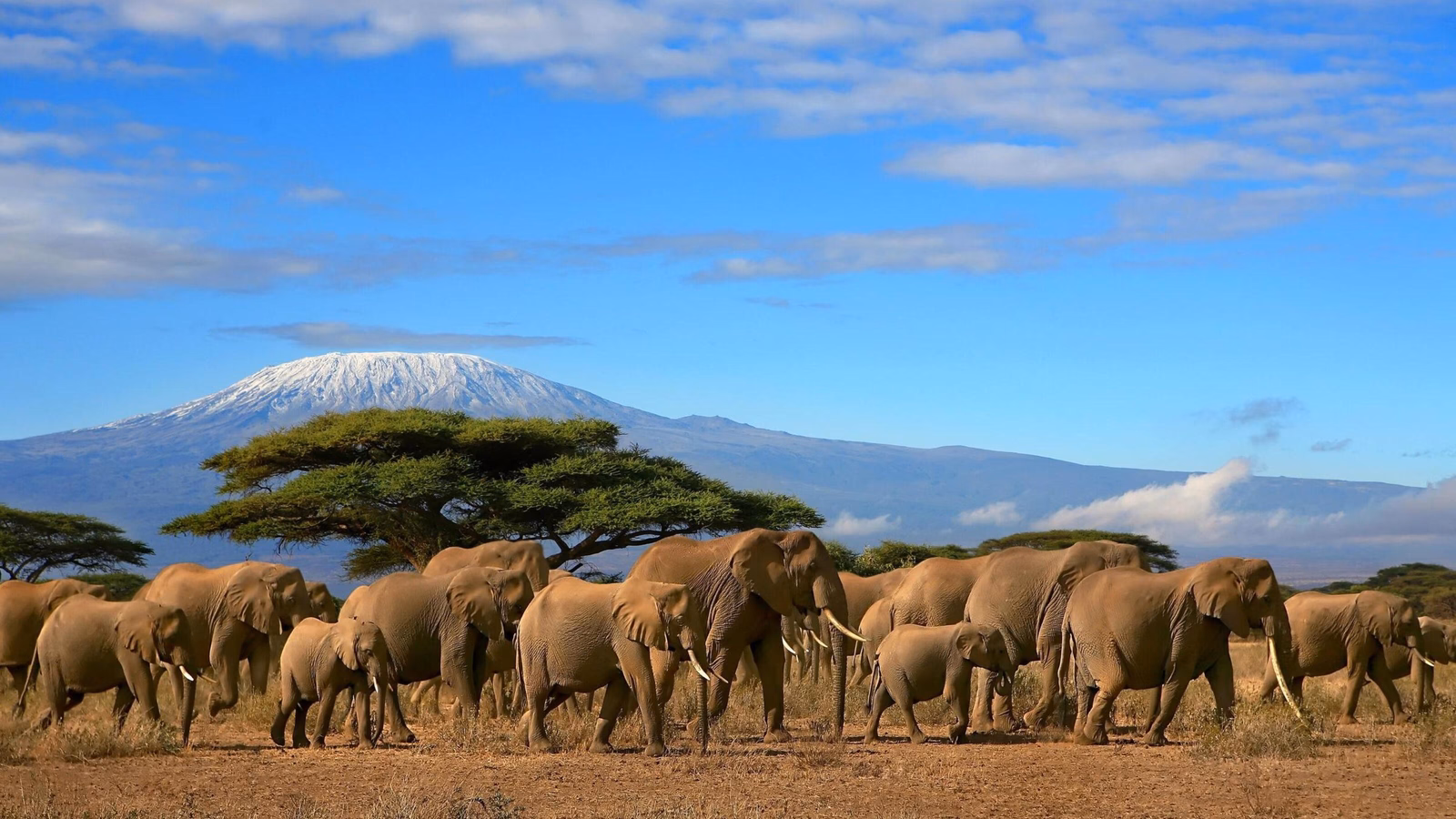 Kilimanjaro With Elephant Herd
