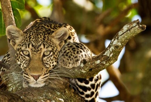 A cheetah rests in Okonjima Nature Reserve in Namibia, a pair of male lions groom each other and a leopard keeps watch from the branches of a tree.