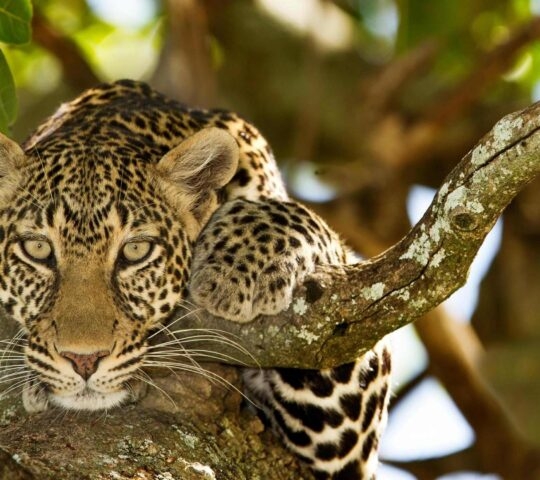 Leopard North Serengeti, Tanzania