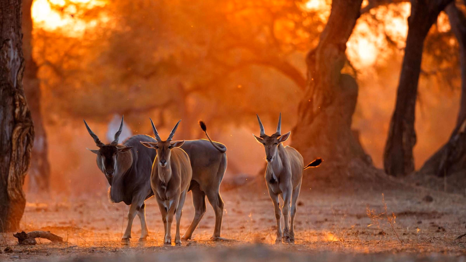 Eland antelope at sunset in Mana Pools National Park in Zimbabwe