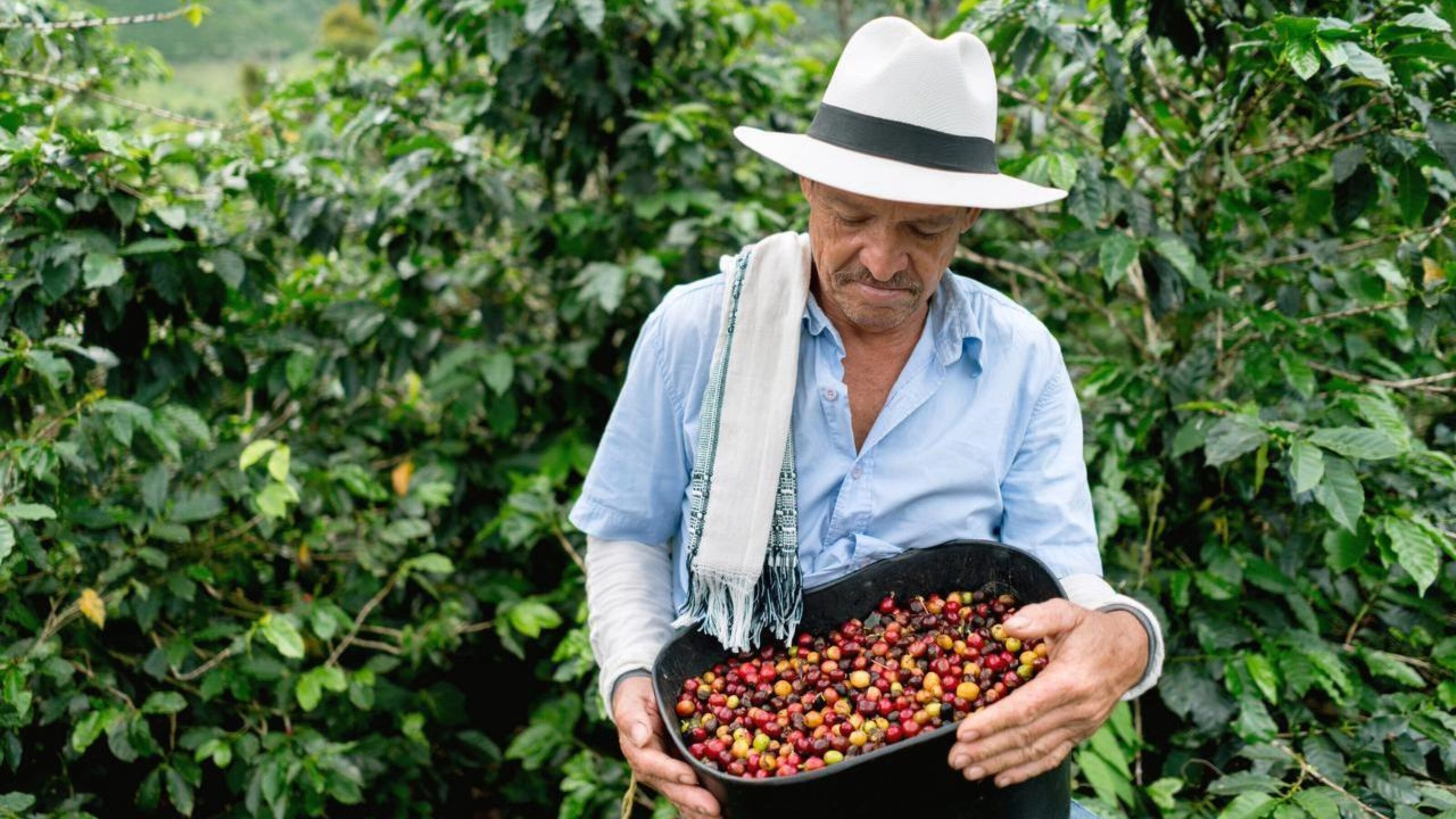 Man collecting coffee beans at a farm