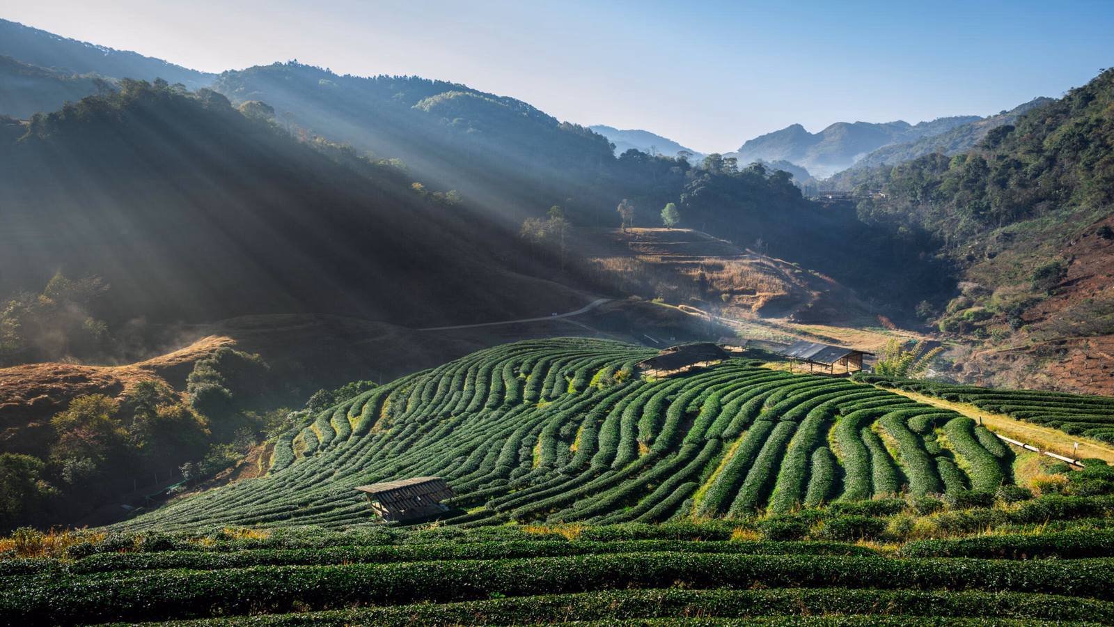 Sun rays shining over green terraced tea fields in a rolling mountain landscape.