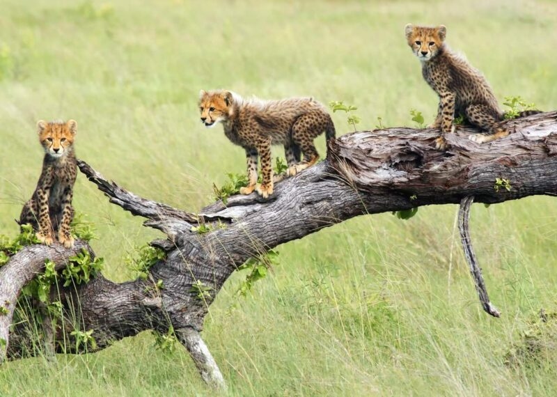 Three cheetah cubs perched on a fallen log in a field on Namibia and Botswana Luxury Tours.