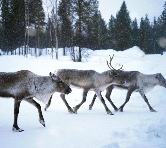 Three reindeers walking in the snow lapland finland