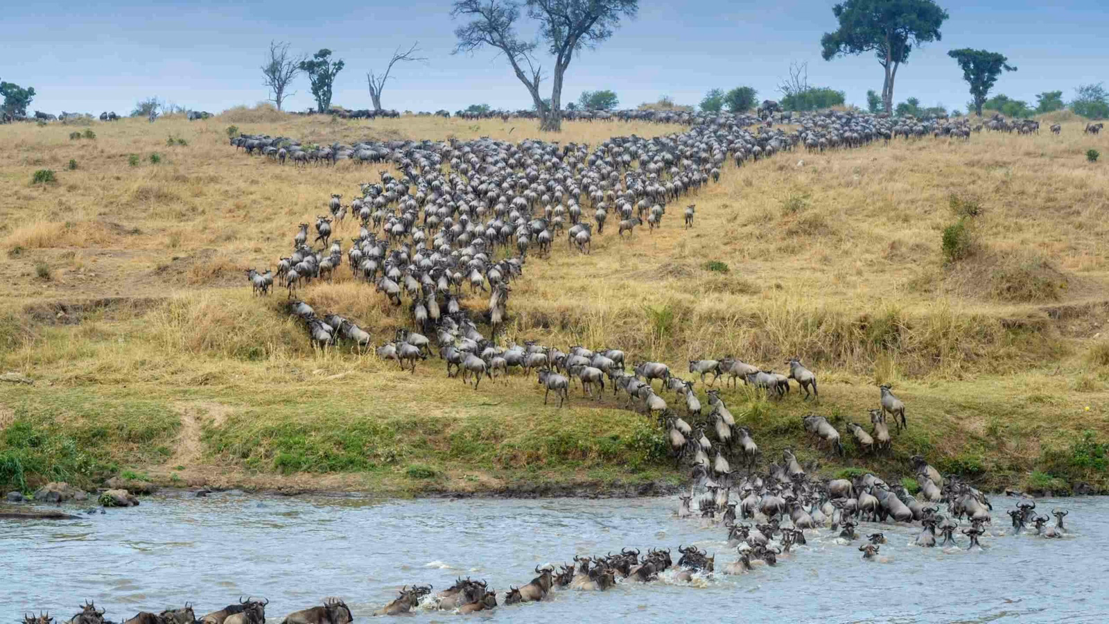 Great Migration Serengeti National Park