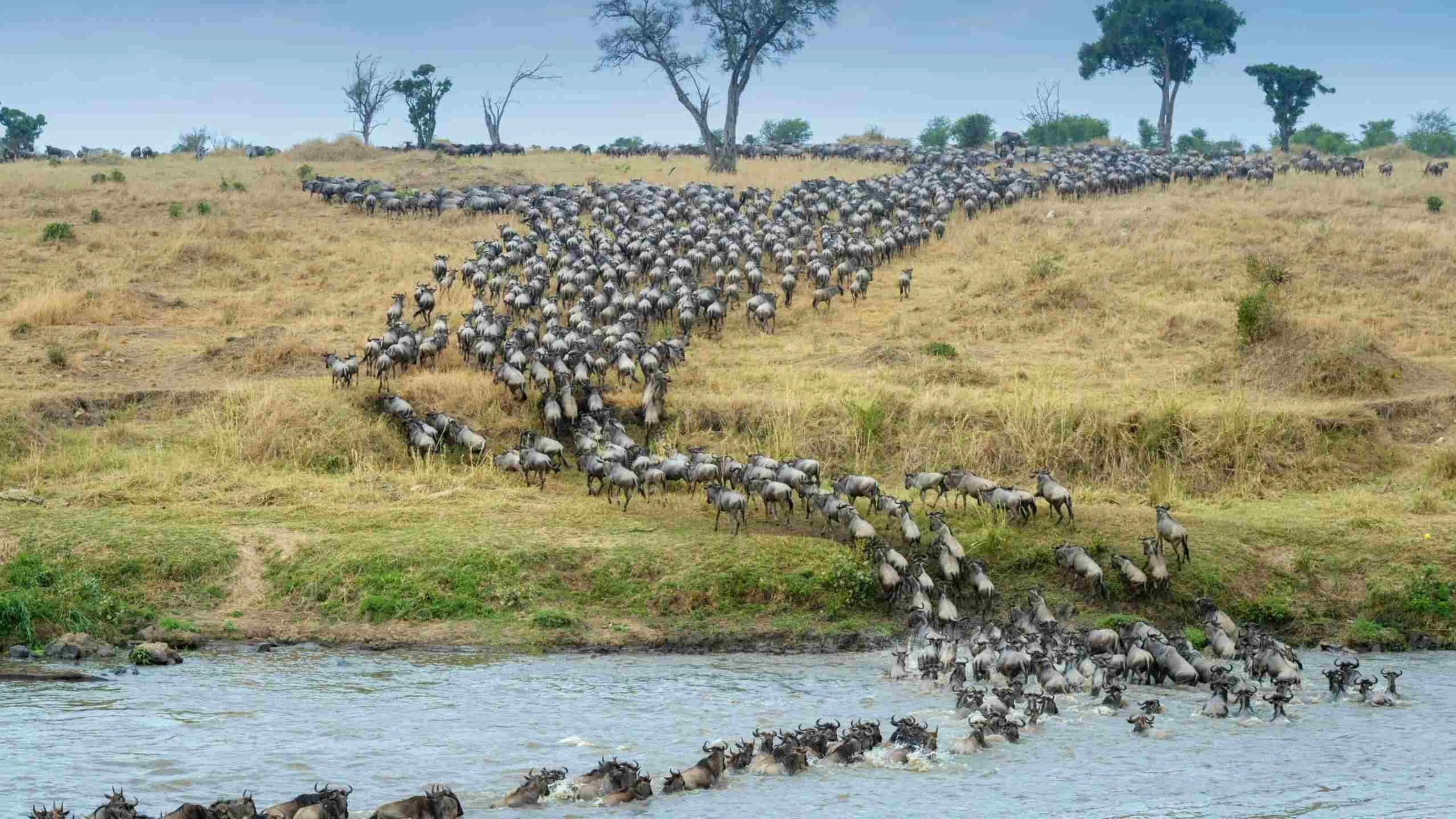 Great Migration Serengeti National Park