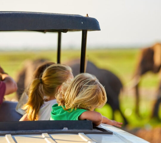 Back view of children in a vehicle looking at elephants in the distance during a sunset safari.