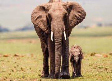 Tanzania thumbnail