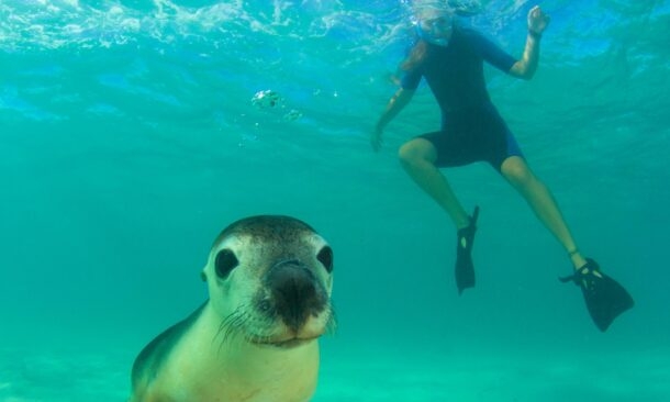 Close up of a sea lion underwater with a snorkeler swimming in the sunlit ocean background.