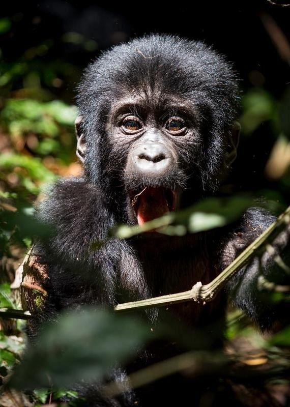 A baby gorilla seen in the jungle in Rwanda