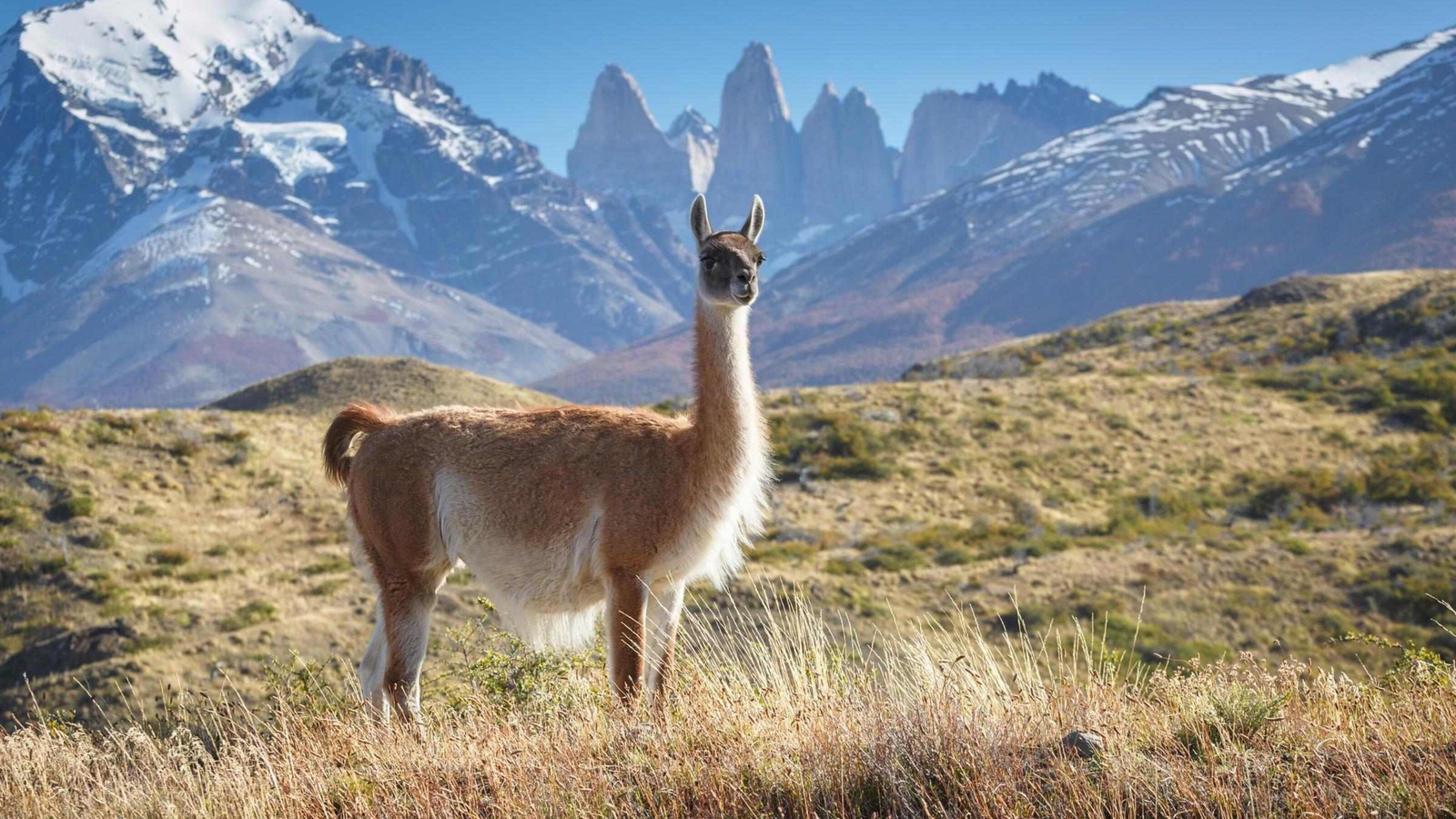A brown and white guanaco standing in a dry grassy field with high snowy mountain peaks in the background.
