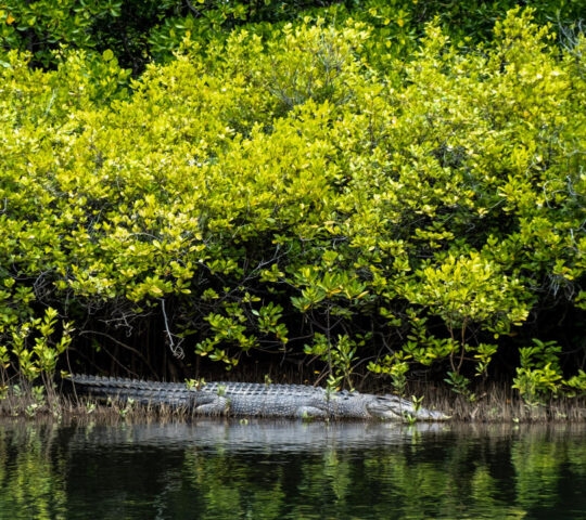 A crocodile on the banks of the Daintree River in Australia