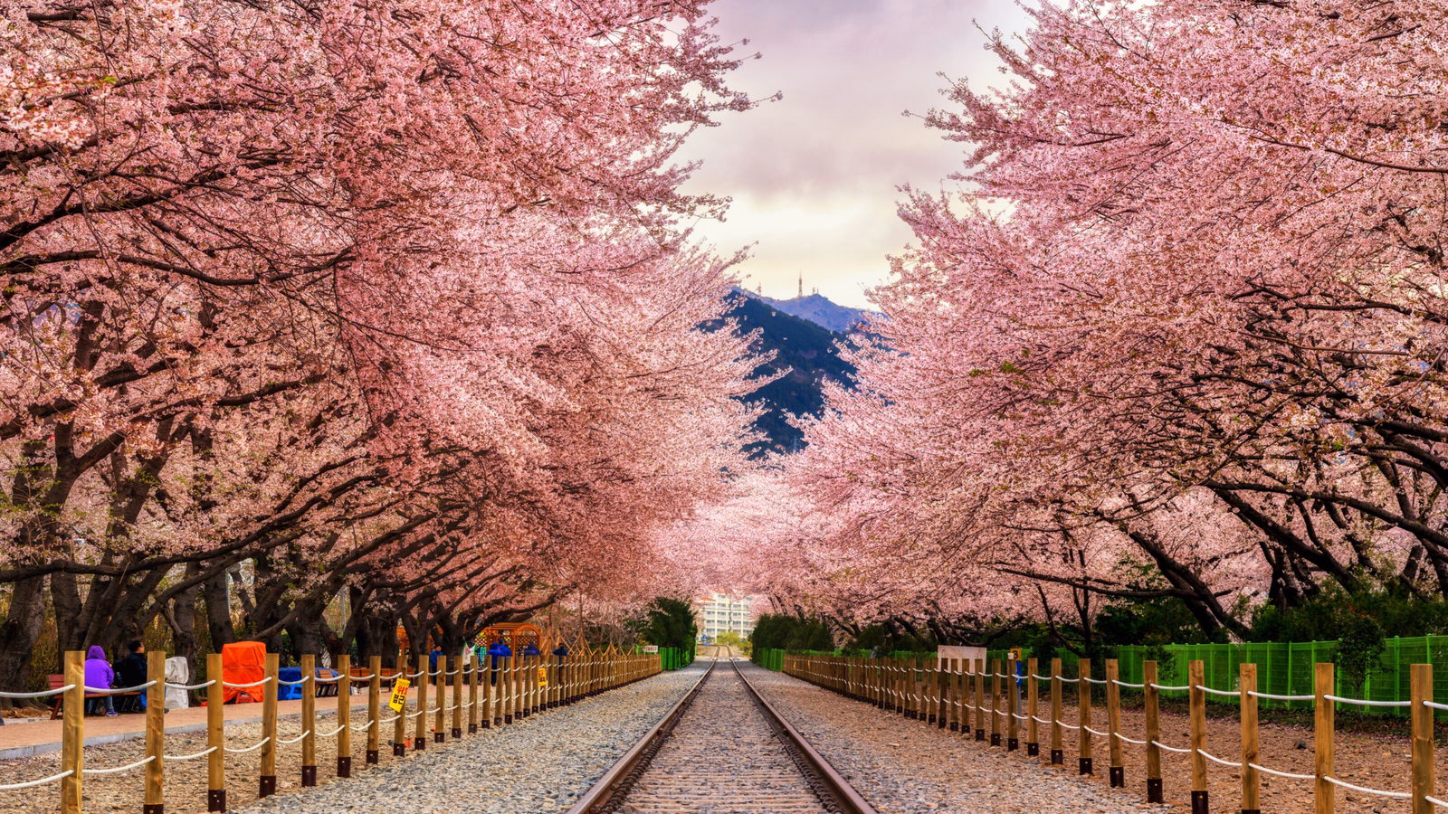 Gyeonghwa station during sakura blossom festival in Jinhae.