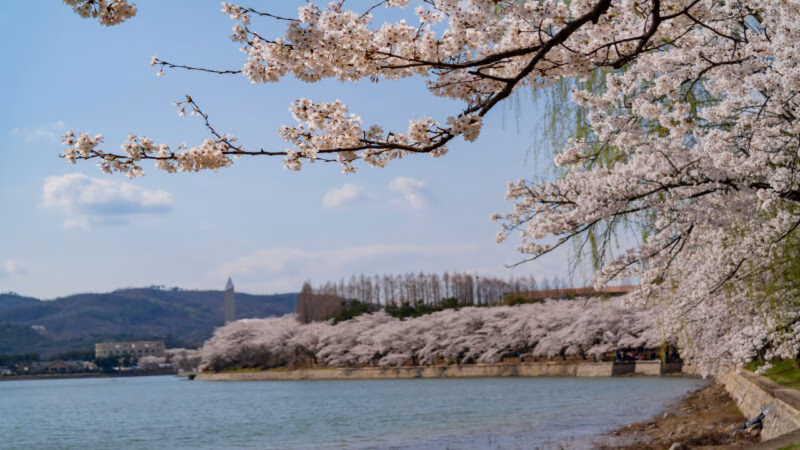 Beautiful cherry tree blossom around the famous Bomun Lake at Busan, South Korea