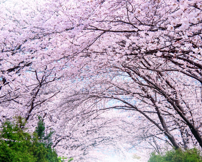 Cherry blossom in spring. Jinhae Gunhangje Festival is the largest cherry blossom festival in South Korea.