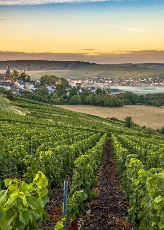 Champagne region in France. A beautiful view of rolling vineyards