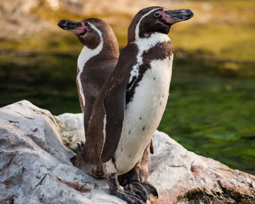 Two Yellow Eyed Penguins standing on the rock