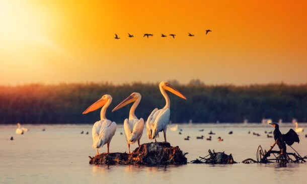 Three large white pelicans stand on a mound in a body of water at sunset, with other birds in the background.