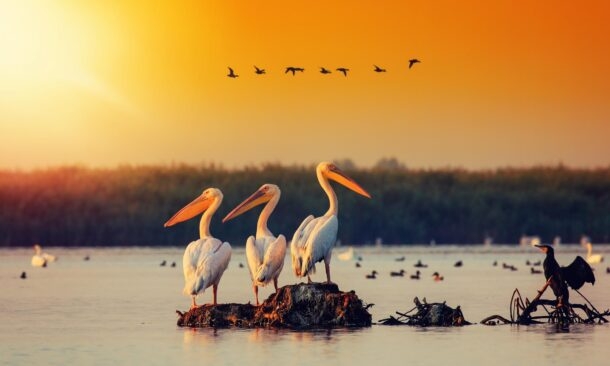 The best time to go birdwatching in the Danube Delta