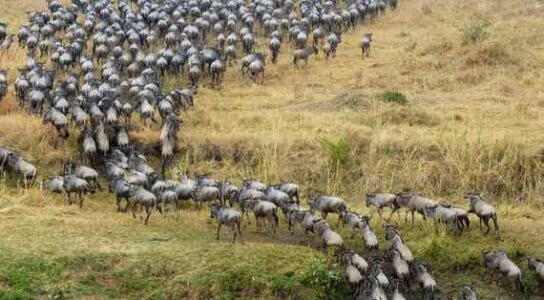 Watch the Great Migration from the Mara Triangle preview image