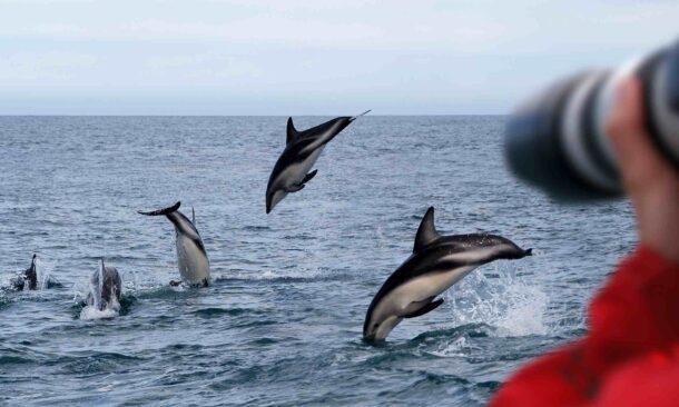 A person photographing playful dusky dolphins, a small striped species of dolphin native to New Zealand, as they leap out of the water