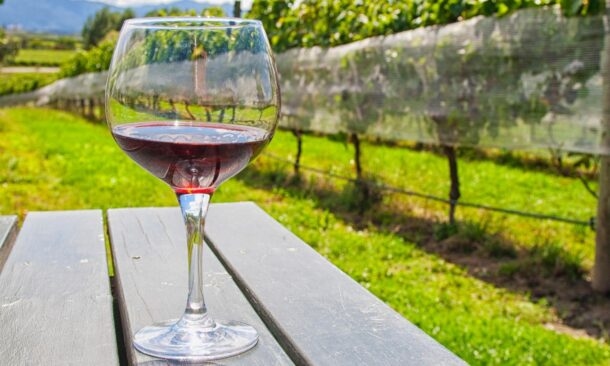 The best time to go wine-tasting