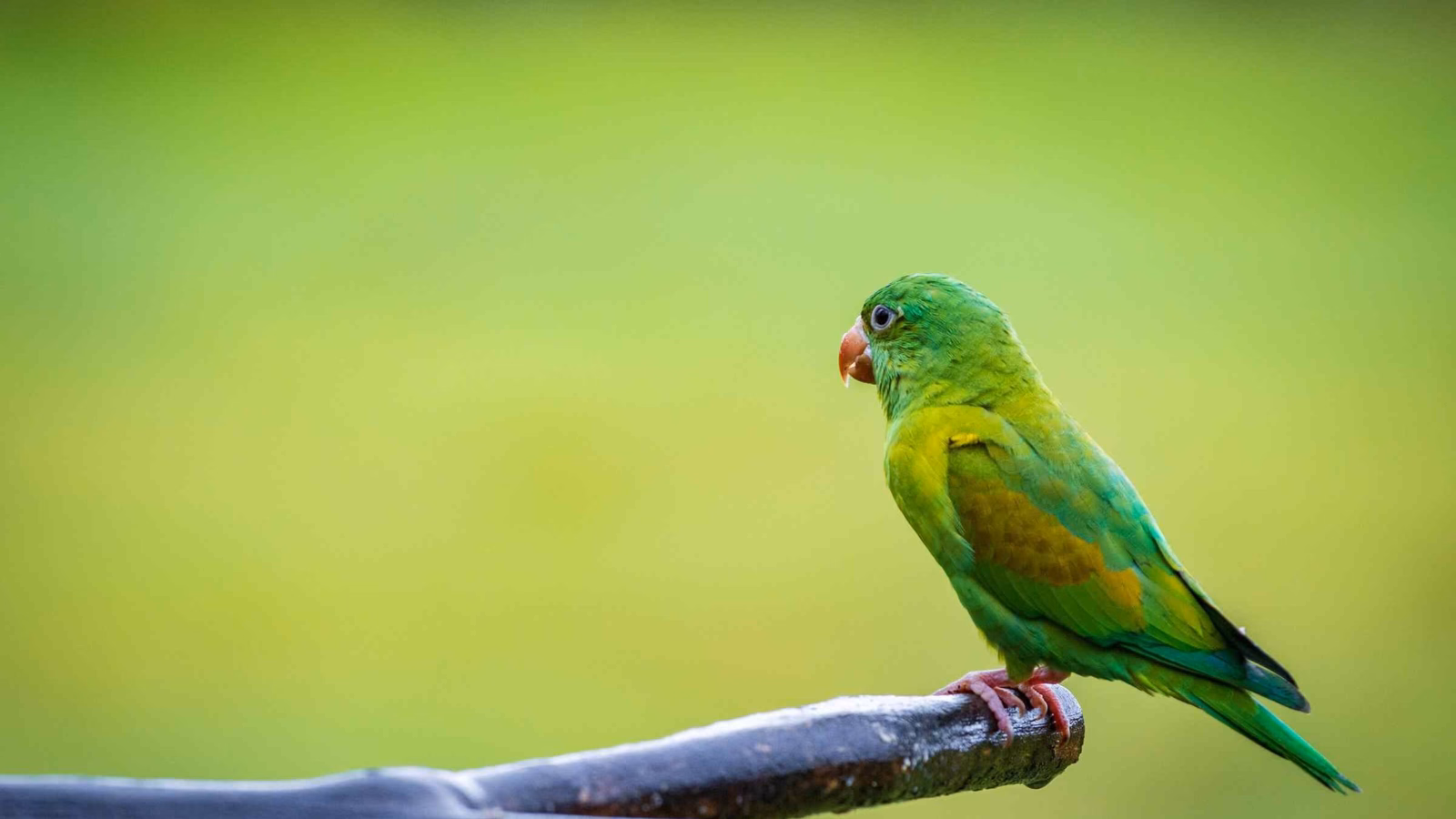 Multi colored bird in Arenal