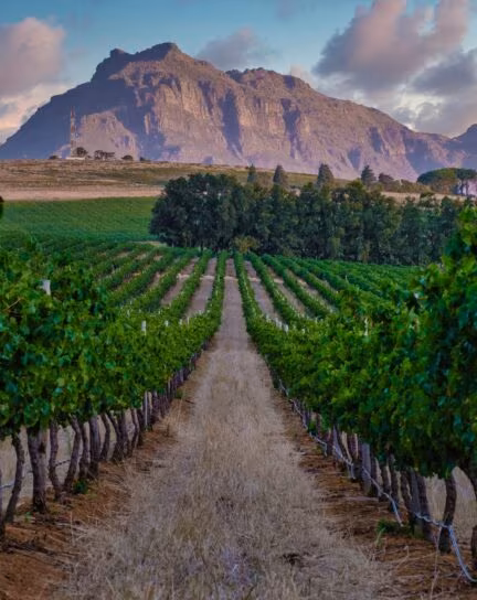 The Best Wine Regions in South Africa
